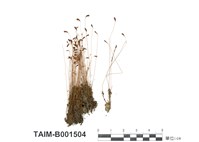 藏品(葫蘆苔)的圖片